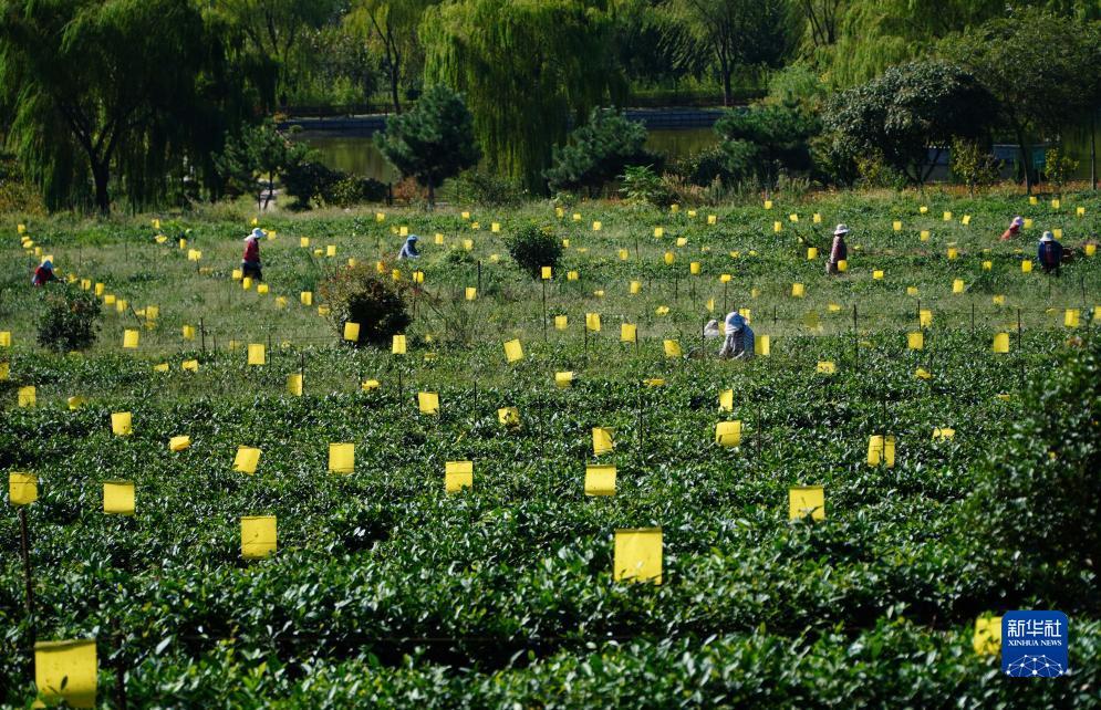 万彩平台